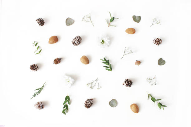 Christmas floral pattern. Winter composition of eucalyptus leaves and branches, larch cones, almonds, chrysanthemum and baby's breath flowers on white table background. Flat lay, top view.