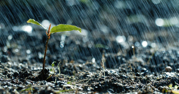 green sprouts im regen - water drop leaf earth stock-fotos und bilder