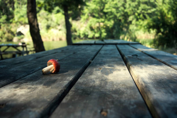 istock red fly agaric on the wooden table 1048238866