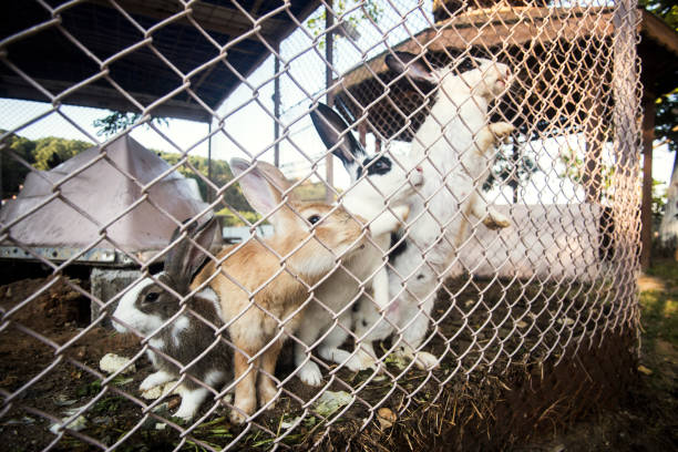 A white cub of a giant Russian rabbit sitting in a wooden enclosure