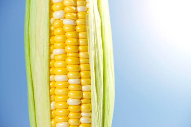 maïs en épi, closeup - corn on the cob macro corn crop freshness photos et images de collection