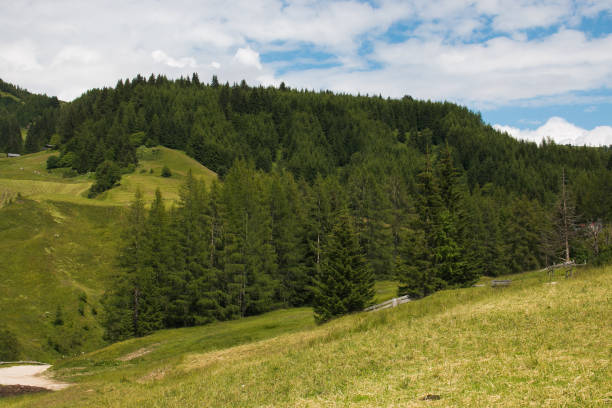 istock Wild forest in Val Badia, Alto Adige 1048250404
