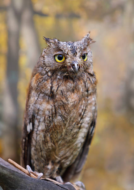 istock Eurasian (European) scops owl in autumn forest 1048252814