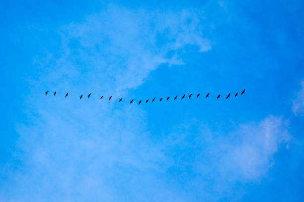 Bird migration in the sky birds fly together in the blue sky ducks in a row concept stock pictures, royalty-free photos & images