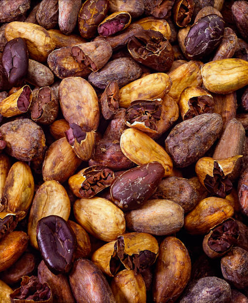 Cacao nibs