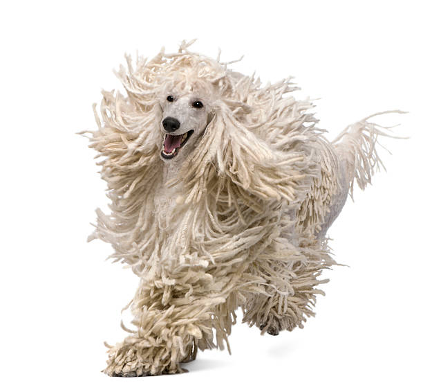 vue de face du blanc de corde caniche standard running - standard poodle photos et images de collection