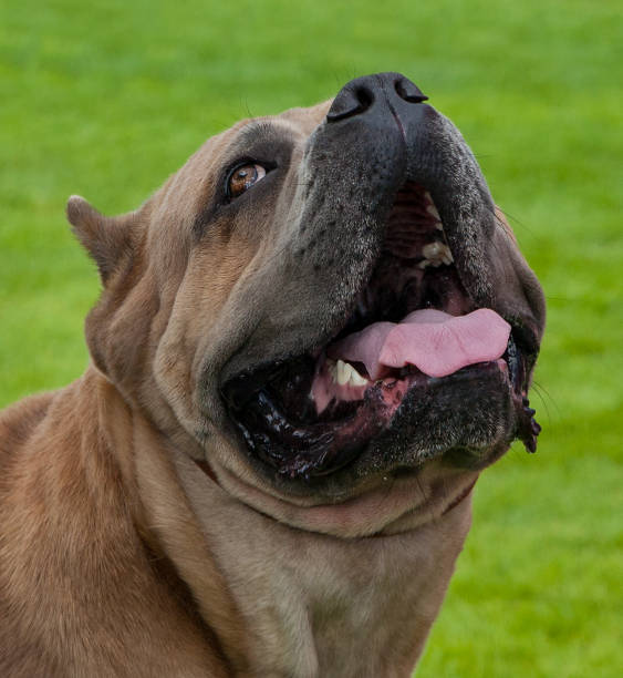 istock Portrait of brown dog. 1048262634