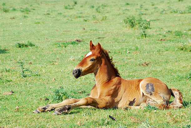 istock horse foal on pasture 104826884