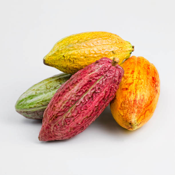el cacao frutas - legume small group of objects nobody color image fotografías e imágenes de stock