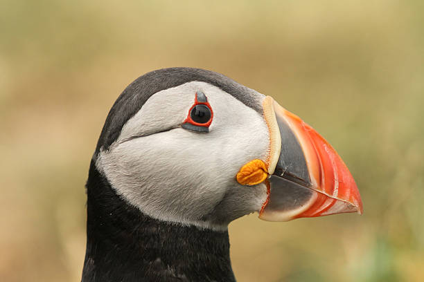 istock Portrait of a Puffin (Fratercula arctica) 104826908