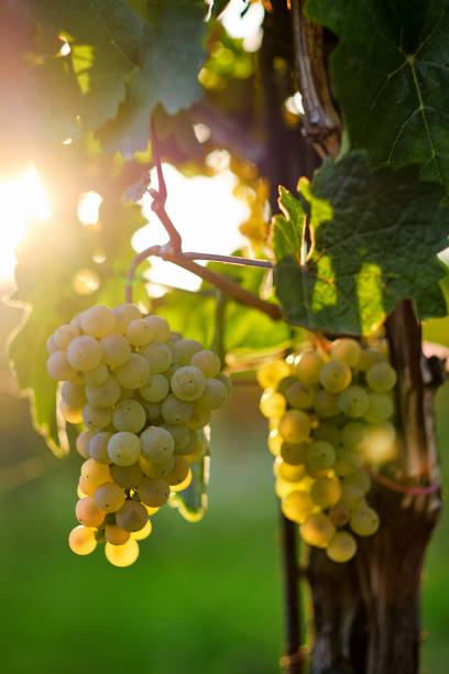 istock Yellow grapes with sunshine in the background 1048269284