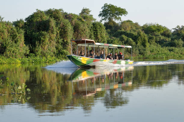 Boat excursion in the Pantanal Corumba, Mato Grosso do Sul: Boat excursion on the Miranda River in the Brazilian Pantanal pantanal wetlands photos stock pictures, royalty-free photos & images