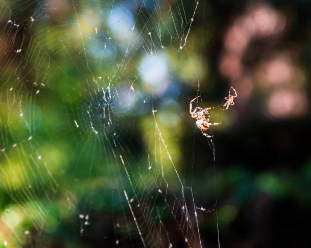 istock Close up of Spider Catching Prey in its Web 1048270114