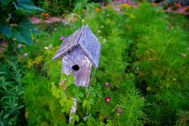 Birdhouse surrounded by green plants with fern like leaves.