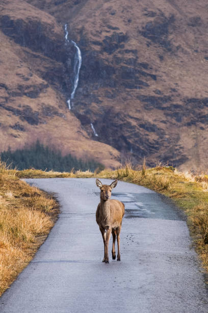 istock Deer in Glen Etive, Ballachulish, Scotland 1048273954