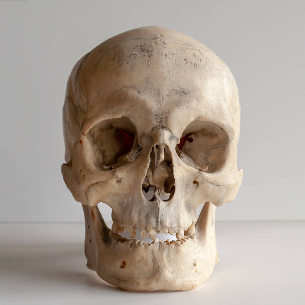 istock A real human skull, close-up on a light background 1048274486