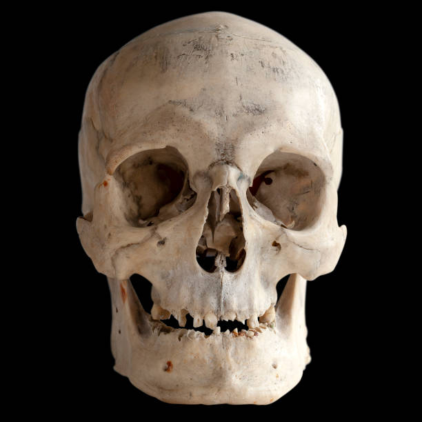 istock Human skull isolated on black, close-up 1048274952
