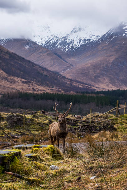 istock Deer in Glen Etive, Ballachulish, Scotland 1048275060