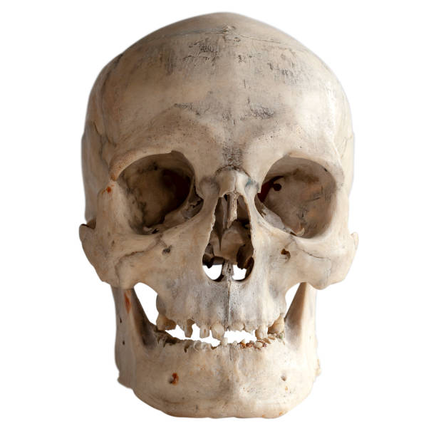 istock Human skull isolated on white, close-up 1048275084
