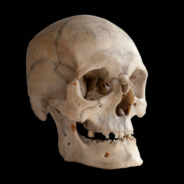istock Human skull isolated on black, close-up 1048275234