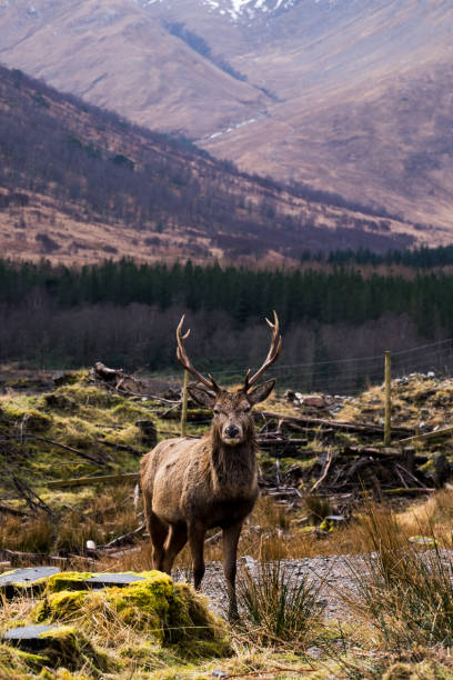 istock Deer in Glen Etive, Ballachulish, Scotland 1048275616