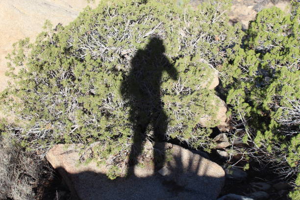 istock JUNIPER SHADOWS JOSHUA TREE NATIONAL PARK SRT 1048275770