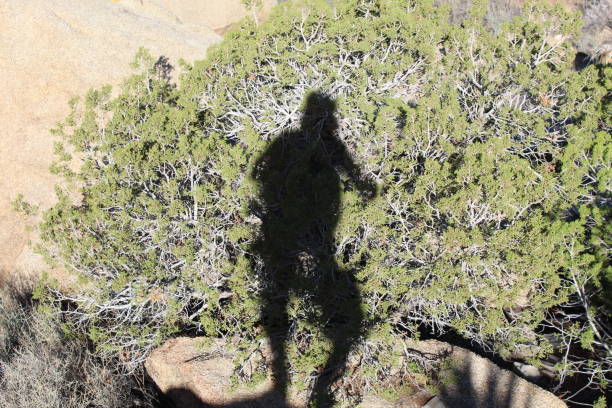 istock JUNIPER SHADOWS JOSHUA TREE NATIONAL PARK SRT 1048275810