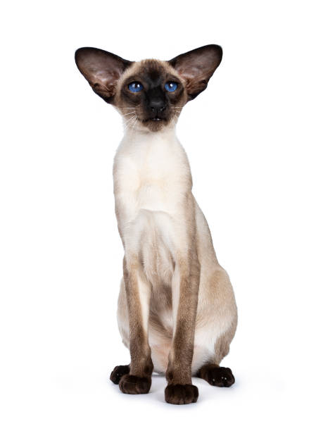 istock Excellent seal point Siamese cat kitten sitting front view looking at camera with deep blue eyes, isolated on white background 1048275828