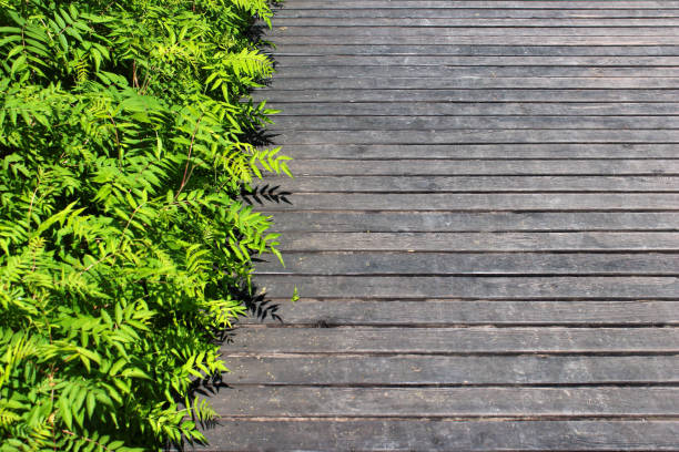 istock Green leaves on wooden planks background 1048276202