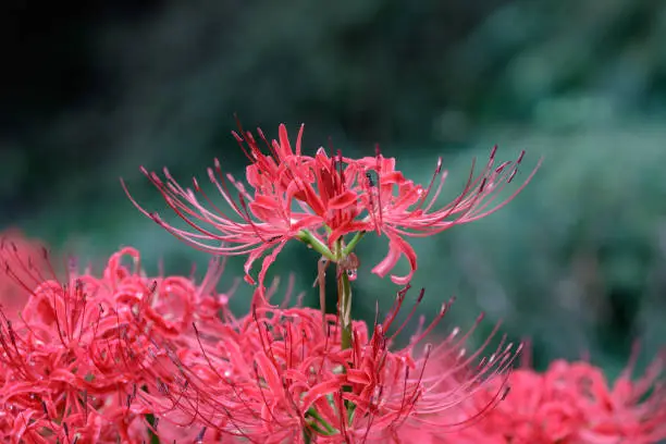 Red Spider Lily The ants look around with raindrops tucked away in the flower ...