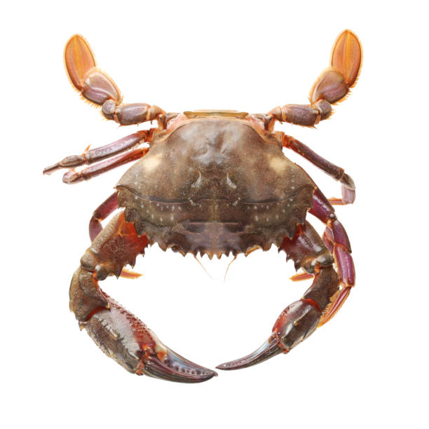 istock Carcinus maenas -edible alive crab isolated on a white background. 1048276496