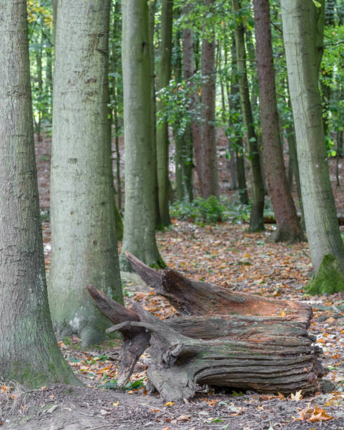 istock Autumn Woodland View 1048276570