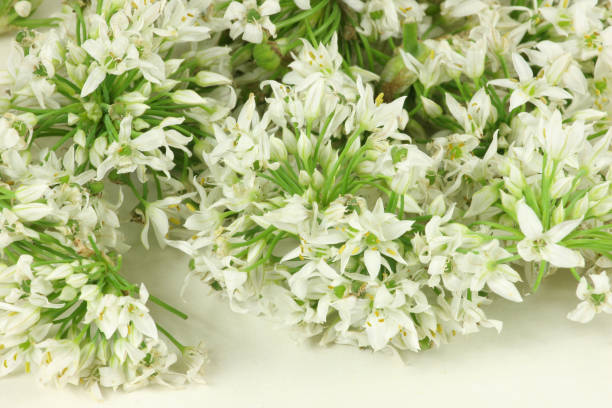 istock Leek Blossom on white background 1048279396