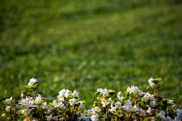 Lawn and flowers background in Istanbul, Turkey.