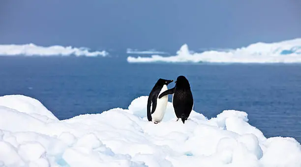 Photo of Penguins in affectionate embrace, near Paulet Island, Antarctica