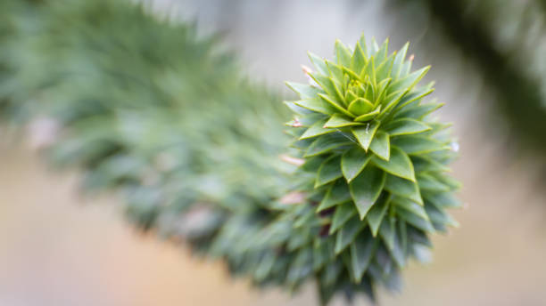 Monkey Puzzle Tree Monkey Puzzle Tree araucaria araucana flower stock pictures, royalty-free photos & images