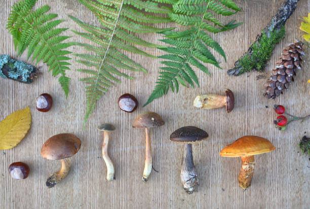 istock Edible forest mushrooms, leaves, conkers and cones 1048283528