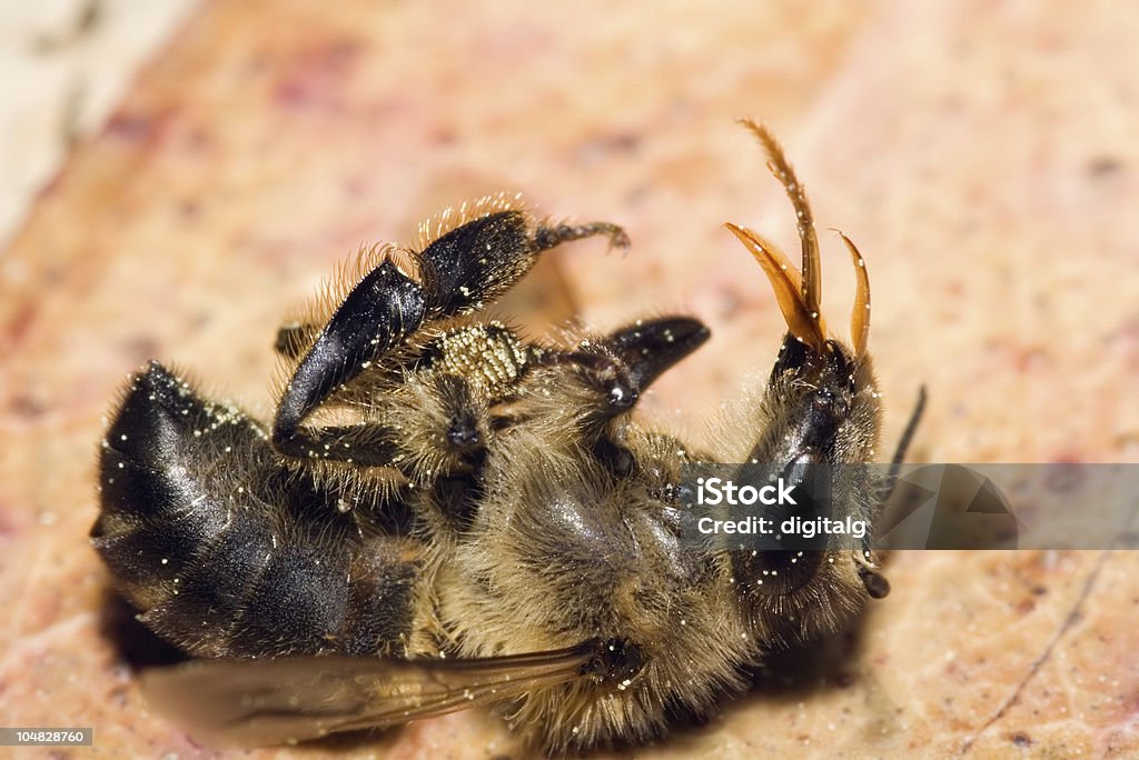 Dead Honey Bee A dead honey bee showing many details of body, legs and mouth parts. Animal Mouth Stock Photo