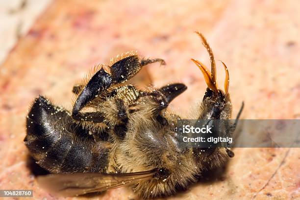 Dead Honey Bee Stock Photo - Download Image Now - Animal Mouth, Bee, Color Image