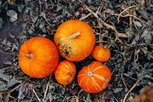 ripe orange pumpkins with vine at the field in autumn - planting growth plant gourd imagens e fotografias de stock