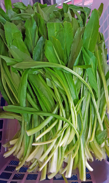 culantro in basket after wash and clean