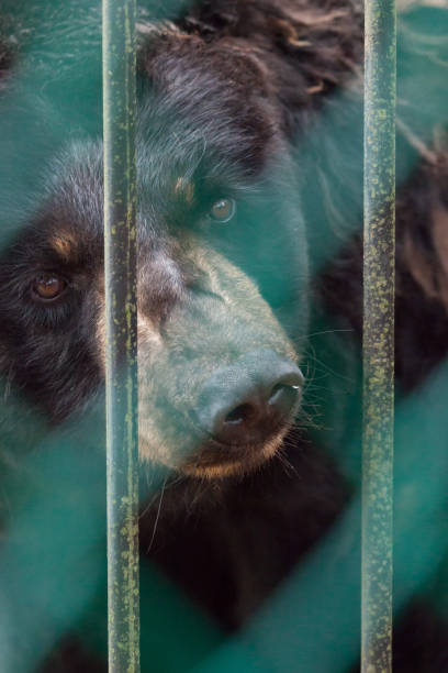 istock American Black Bear Behind Fence 1048293810