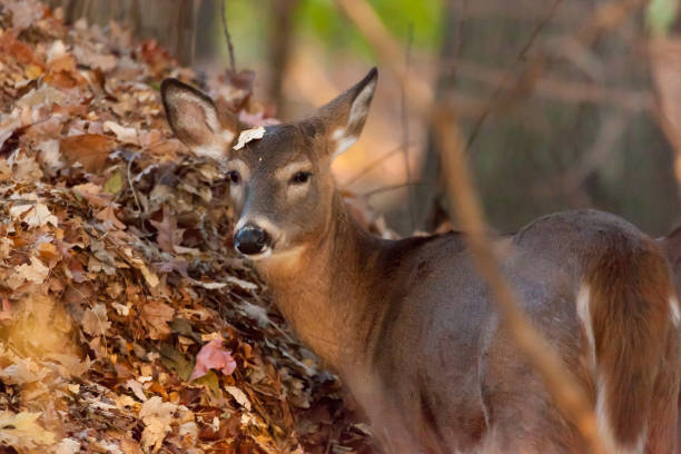 istock White-tailed Deer Grazing in Woods 1048294172