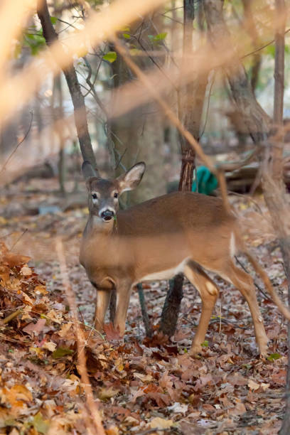 istock White-tailed Deer Grazing in Woods 1048294654