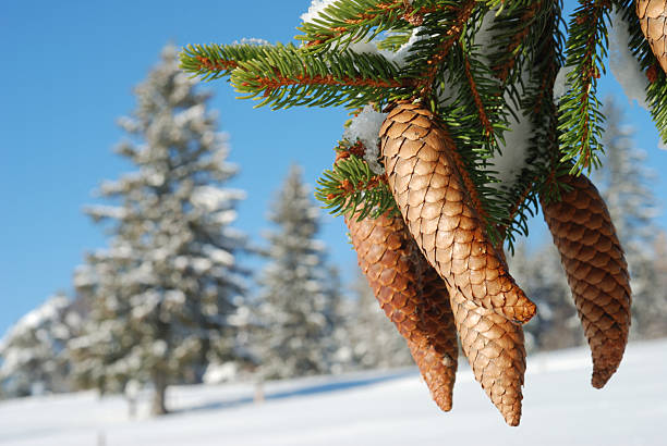 cones do pinho - january pine cone february snow - fotografias e filmes do acervo