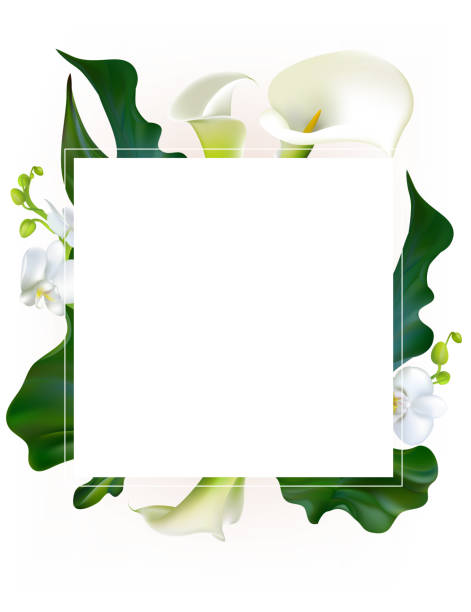 Flowers. Floral background. Callas. Orchids. Green leaves. Flower pattern. White. Frame. Bouquet. Flowers. Floral background. Callas. Orchids. Green leaves. Flower pattern. White. Frame. Bouquet. calla lily stock illustrations