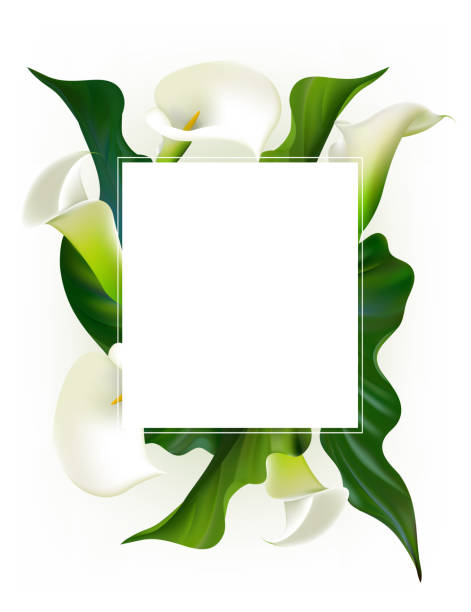 istock Flowers. Floral background. Callas. Green leaves. Flower pattern. White. Frame. Bouquet. 1048303862