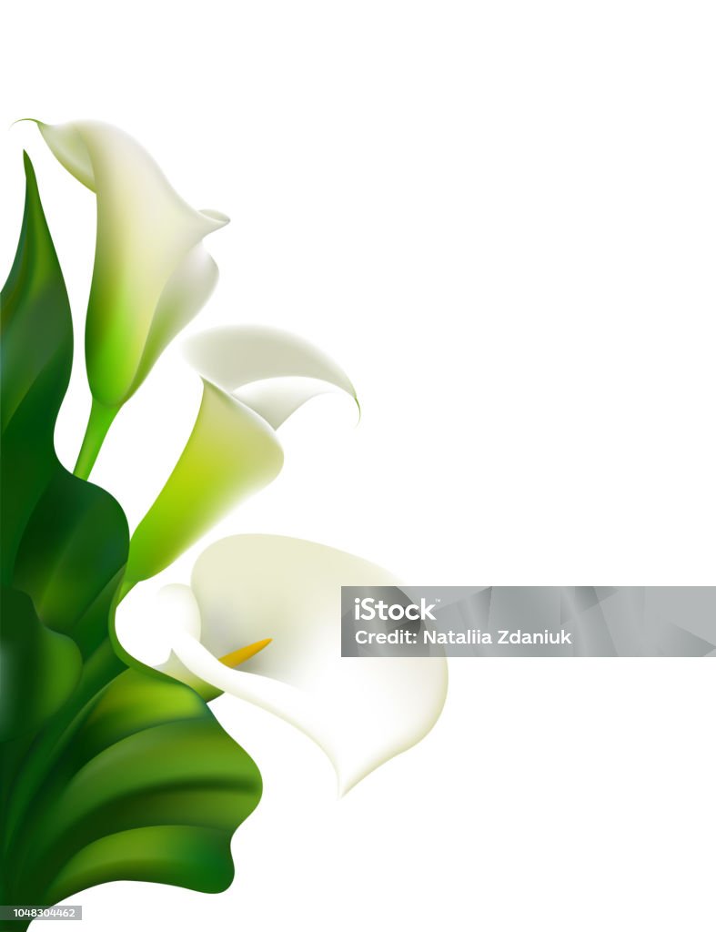 Flowers. Floral background. Callas. Green leaves. Flower pattern. White.  Frame. Bouquet. Calla Lily stock vector