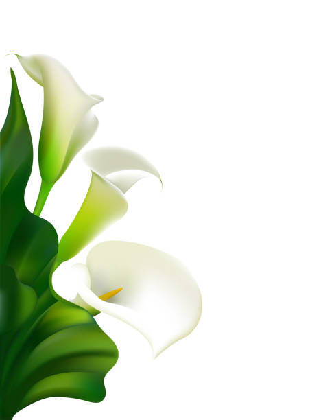 1,100+ White Calla Lily Stock Illustrations, Royalty-Free Vector ...