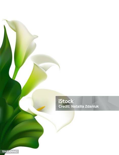 Flowers Floral Background Callas Green Leaves Flower Pattern White Frame Bouquet Stock Illustration - Download Image Now